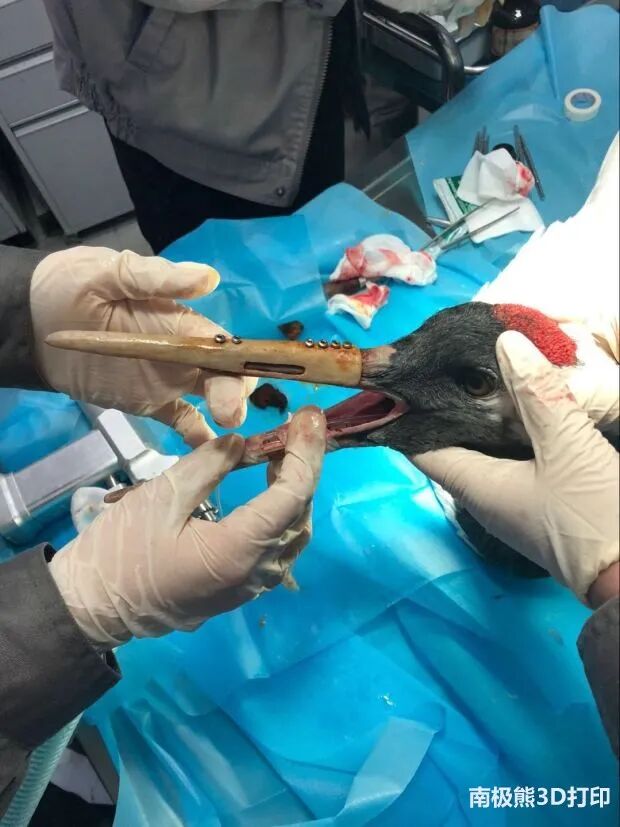20岁金刚鹦鹉打架被撕烂嘴，安装3D打印钛合金假喙获新生的图6