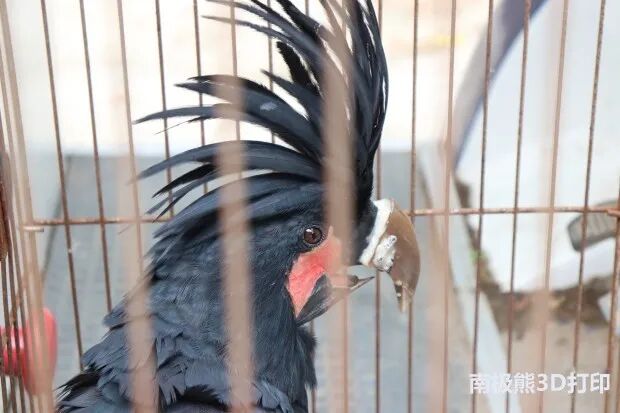 20岁金刚鹦鹉打架被撕烂嘴，安装3D打印钛合金假喙获新生的图11