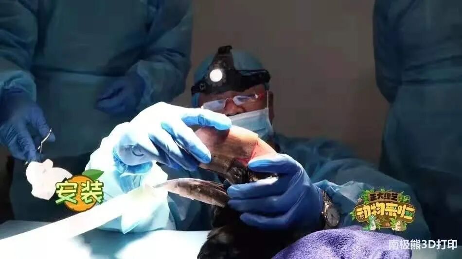 20岁金刚鹦鹉打架被撕烂嘴，安装3D打印钛合金假喙获新生的图8