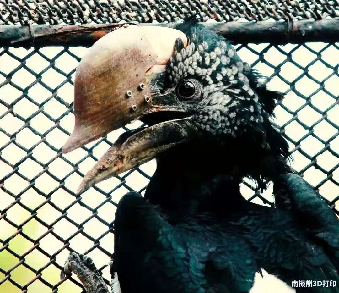 20岁金刚鹦鹉打架被撕烂嘴，安装3D打印钛合金假喙获新生的图9