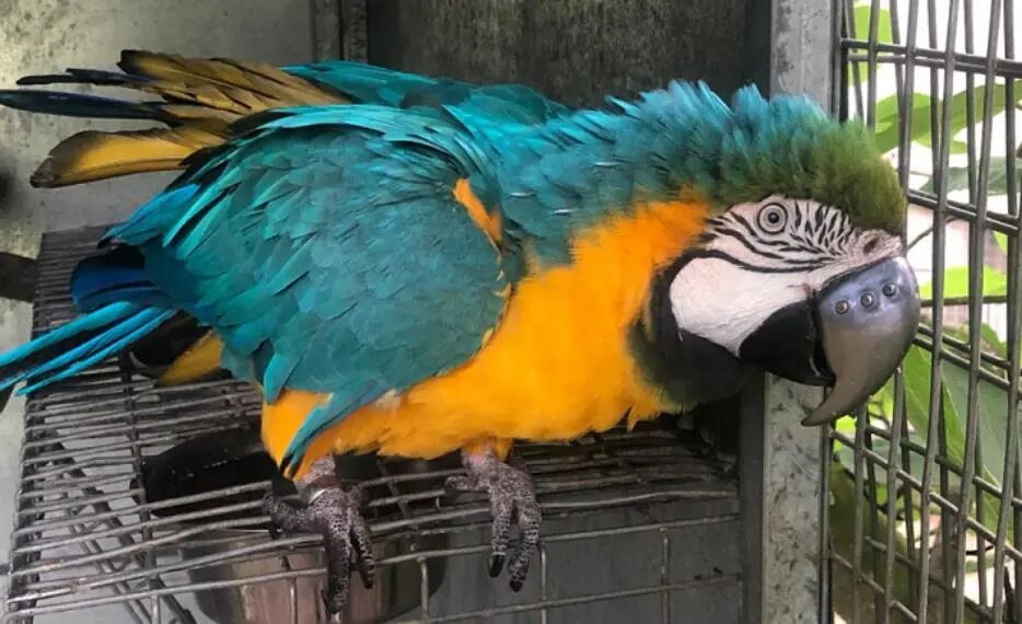 20岁金刚鹦鹉打架被撕烂嘴，安装3D打印钛合金假喙获新生的图5