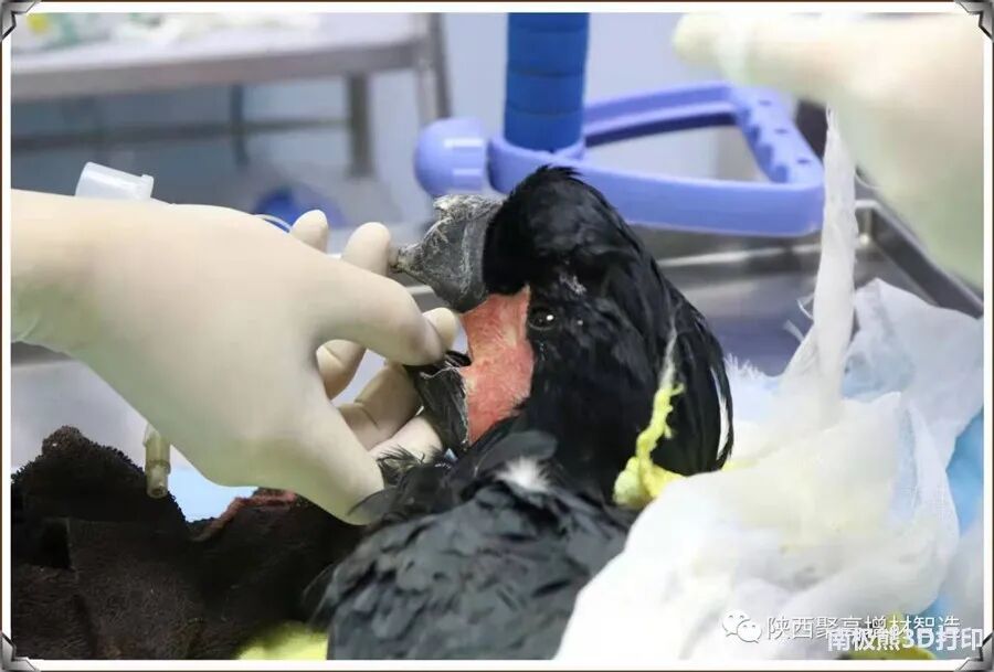 20岁金刚鹦鹉打架被撕烂嘴，安装3D打印钛合金假喙获新生的图10