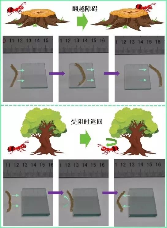 天津大學4D打印軟體機器人：打印出來即可無約束的滾動的圖4