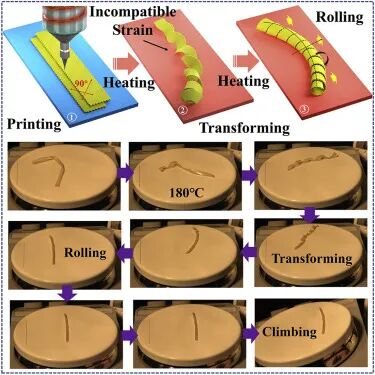 天津大學4D打印軟體機器人：打印出來即可無約束的滾動的圖2