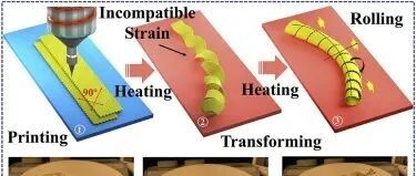 天津大学4D打印软体机器人：打印出来即可无约束的滚动