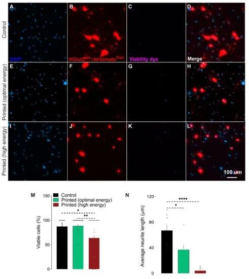 3D打印神經元細胞！康考迪亞大學發明激光誘導側轉移技術的圖2