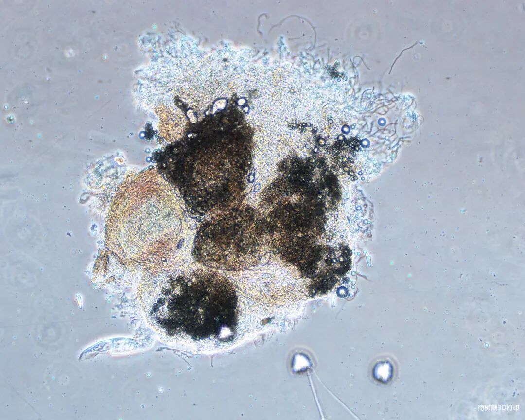3D生物打印平臺(tái)治療結(jié)腸癌，CTIBIOTECH新技術(shù)的圖4