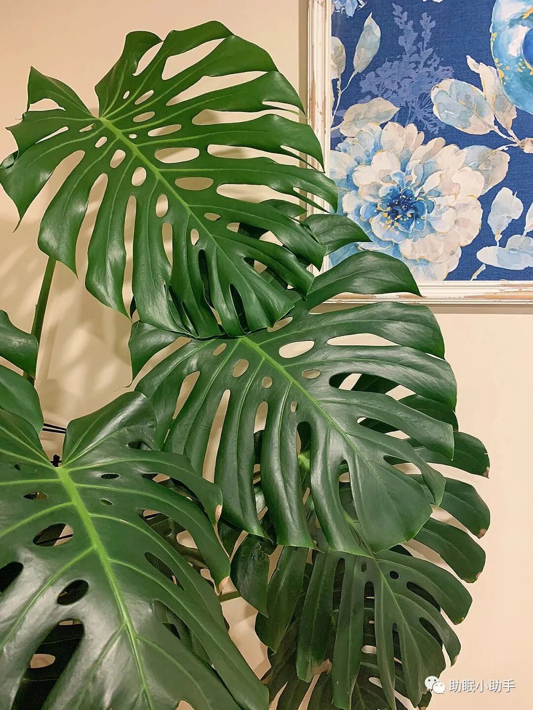 怎么造氧6种植物，晚上造氧气，从此不失眠，夜夜睡眠旺！_https://www.jmylbn.com_新闻资讯_第6张