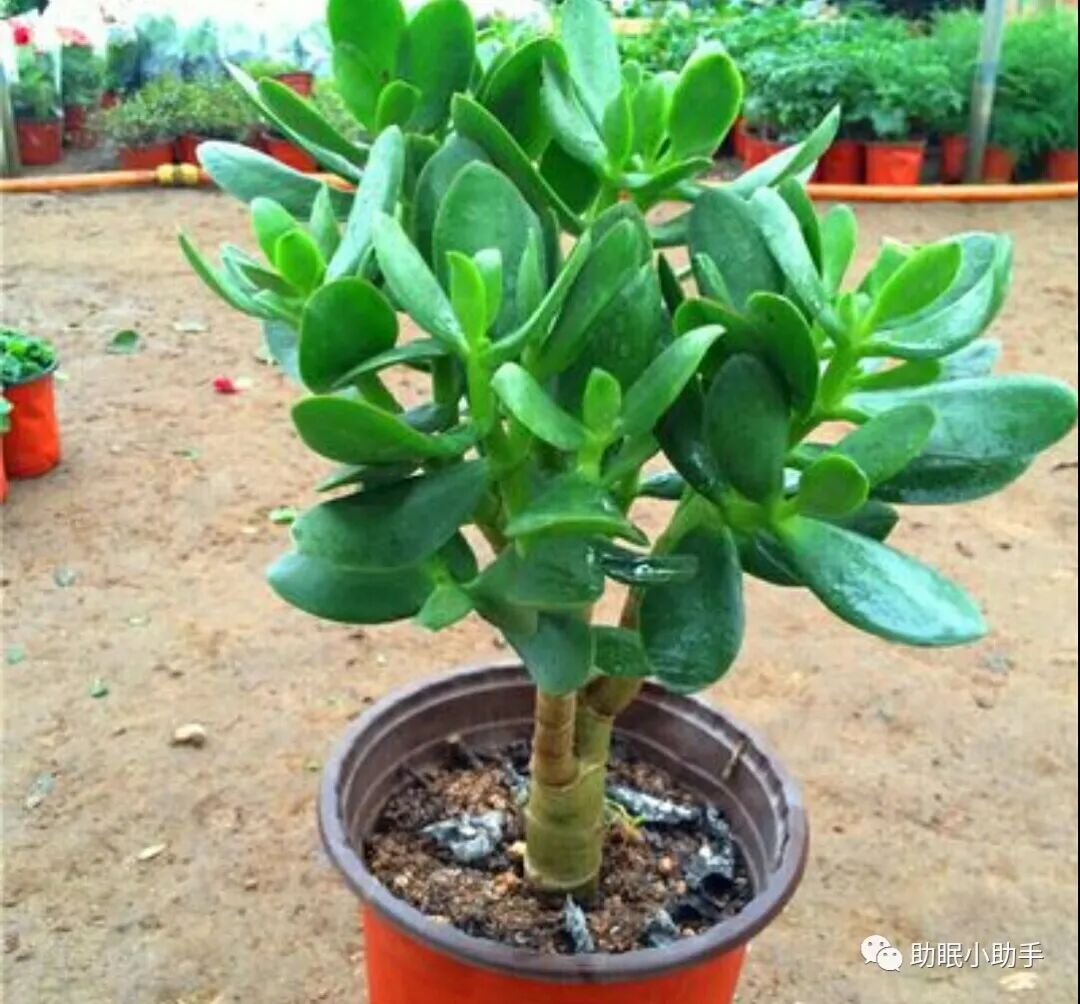 怎么造氧6种植物，晚上造氧气，从此不失眠，夜夜睡眠旺！_https://www.jmylbn.com_新闻资讯_第4张