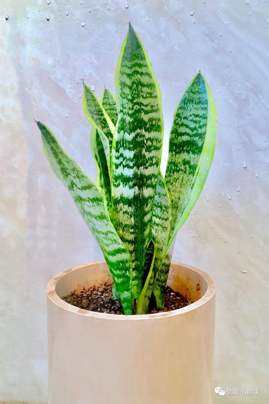 怎么造氧6种植物，晚上造氧气，从此不失眠，夜夜睡眠旺！_https://www.jmylbn.com_新闻资讯_第2张