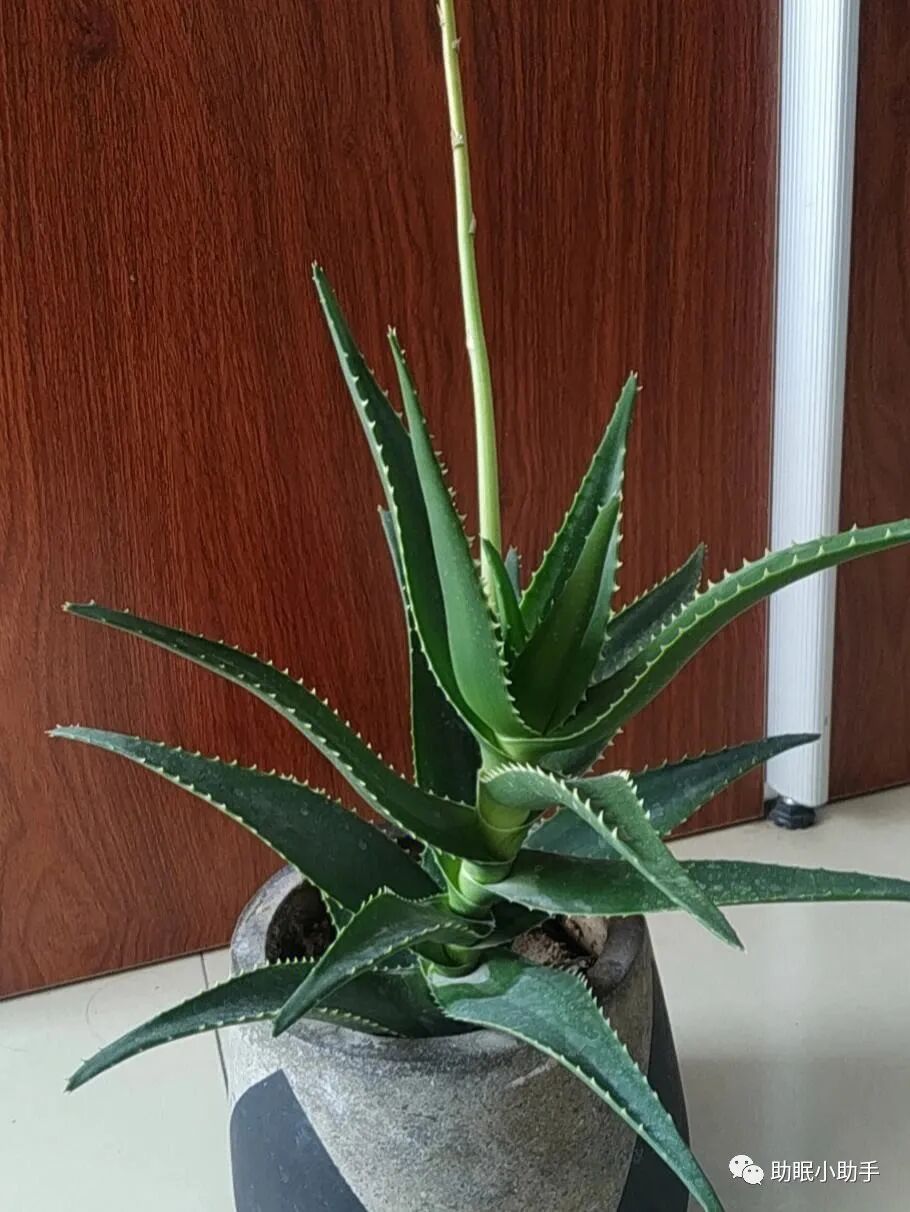 怎么造氧6种植物，晚上造氧气，从此不失眠，夜夜睡眠旺！_https://www.jmylbn.com_新闻资讯_第1张