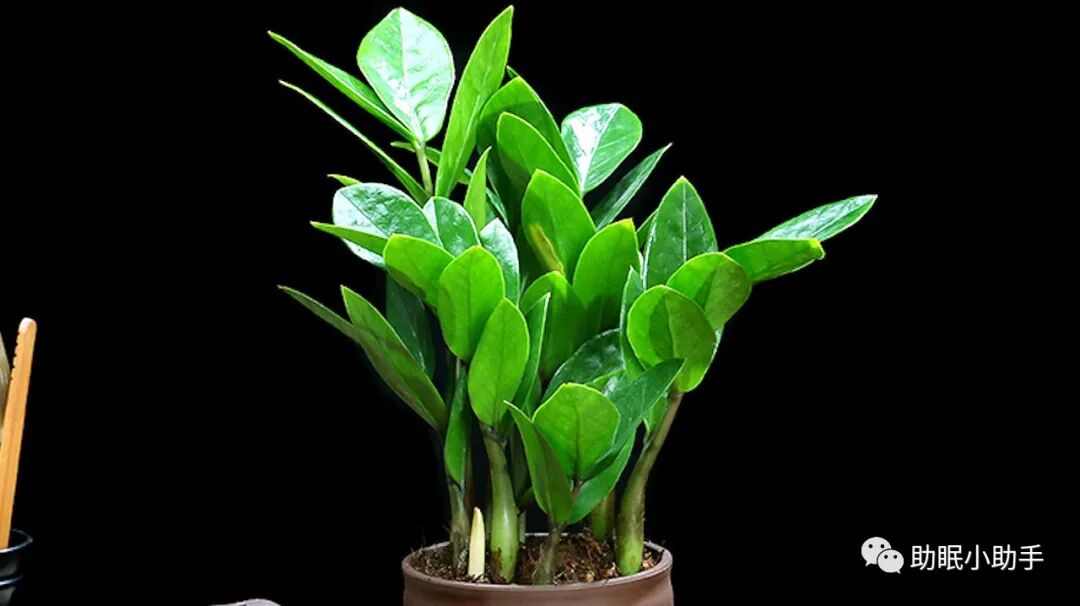 怎么造氧6种植物，晚上造氧气，从此不失眠，夜夜睡眠旺！_https://www.jmylbn.com_新闻资讯_第3张