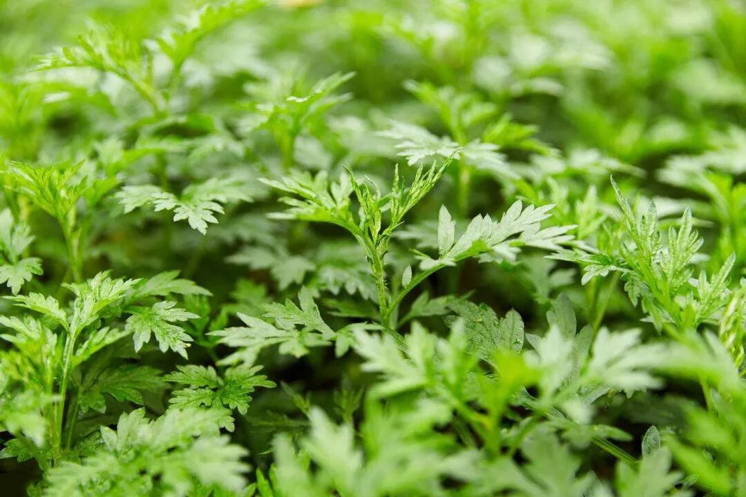 艾蒿和艾草的区别，一字之差，效果大不相同