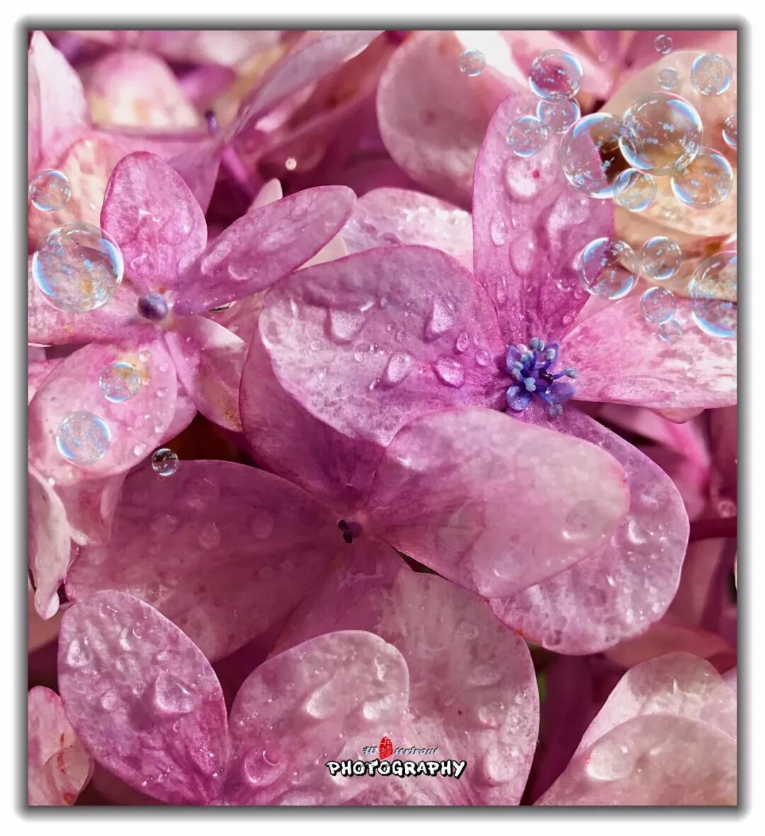 世间几人能懂绣球花 章宗籍原创空间 微信公众号文章阅读 Wemp