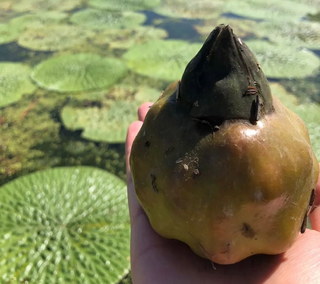 新鲜上市!1碗苏州鸡头米,水灵弹牙又软糯,错过等1年!(图6)