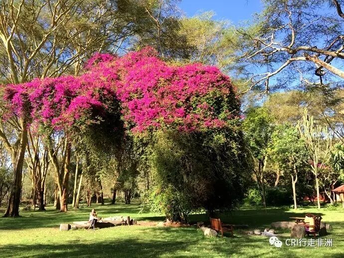 奈瓦沙的斑马斑马,一起来吃早餐!(非洲旅游季 之二)