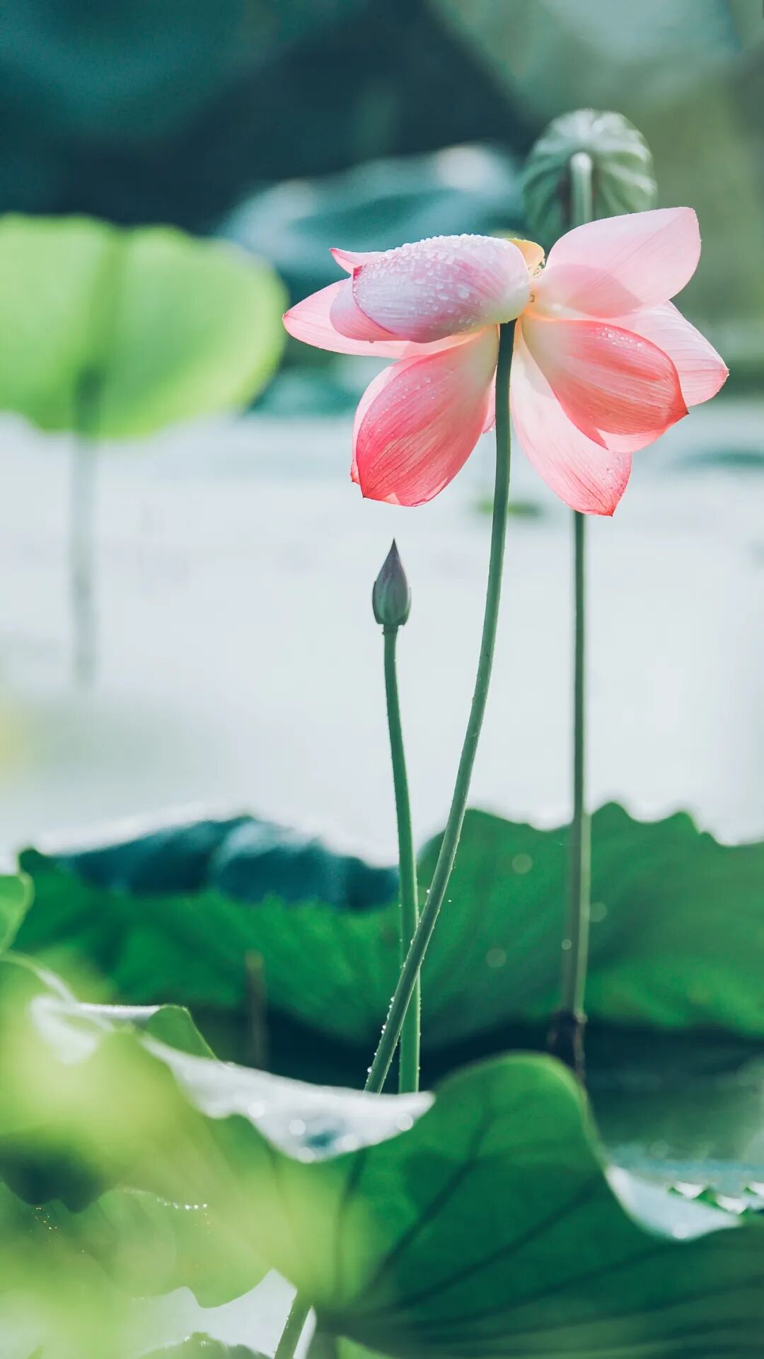 30首荷花诗词 荷风莲香 唯美了整个夏天 房产新闻