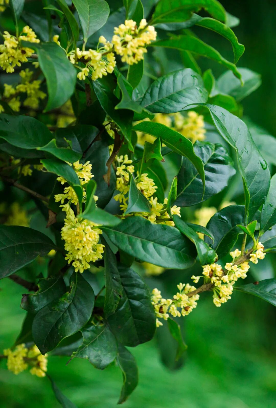 “嗯～pong香！”🤩重庆桂花：我想开了！