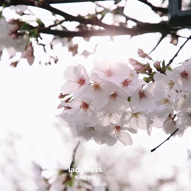 提前收藏！苏州超全樱花地图，20处绝佳赏樱点让你避开人群完美出片！
