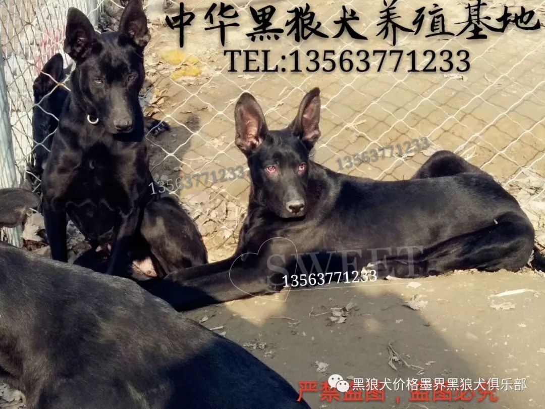 墨界犬和黑狼犬的区别墨界黑狼犬养殖基地 黑狼犬价格墨界黑狼犬俱乐部 微信公众号文章阅读 Wemp