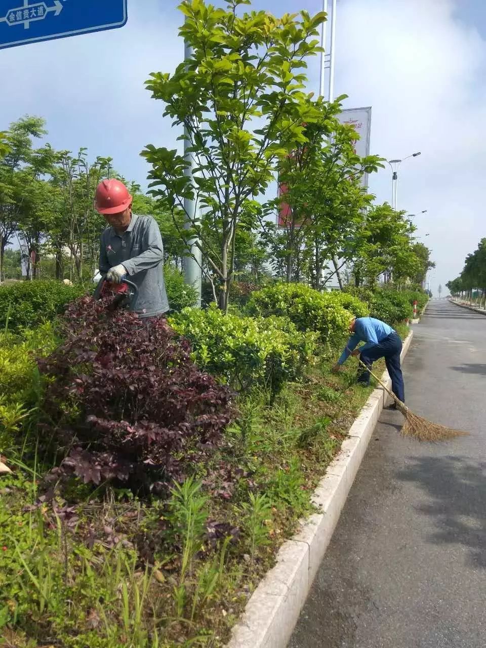 信江新区:绿化工在龙虎山大道余信贵路段修剪与拨草.