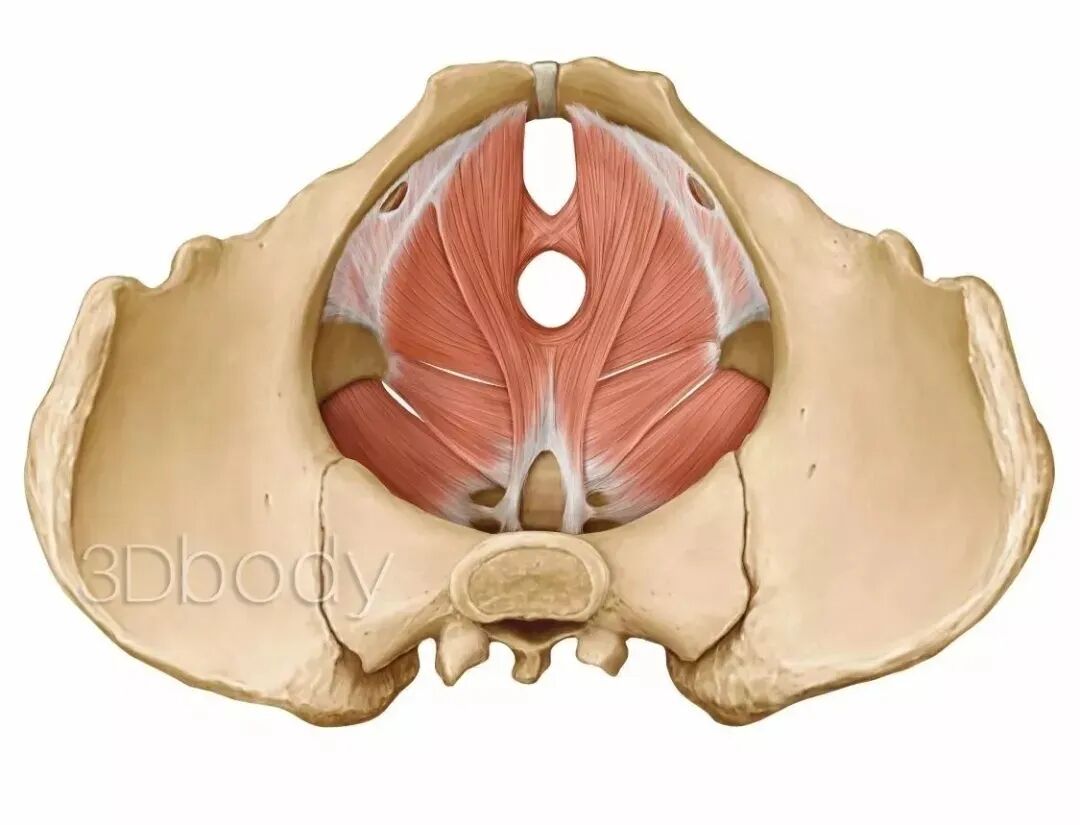 什么？产后的盆底肌居然是这样的！！！