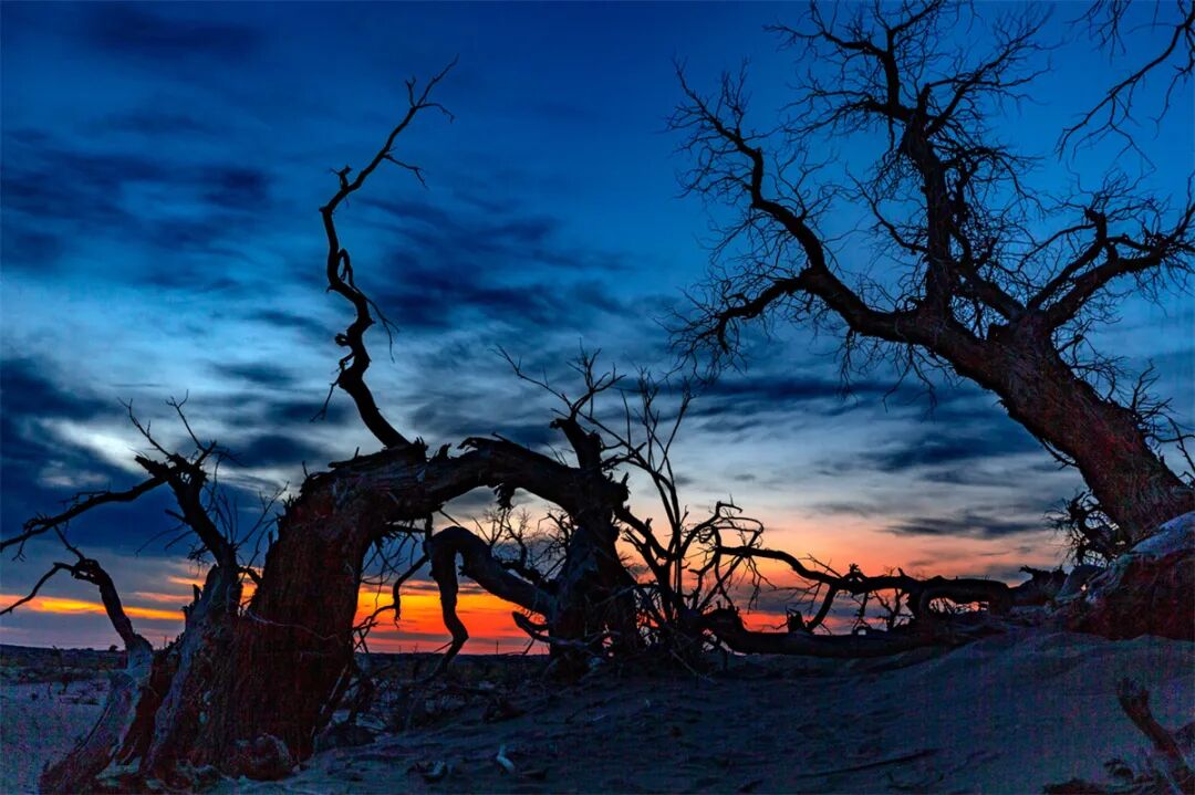 「金秋额济纳摄影团」张掖丹霞/额济纳胡杨林/巴丹吉林沙漠7日