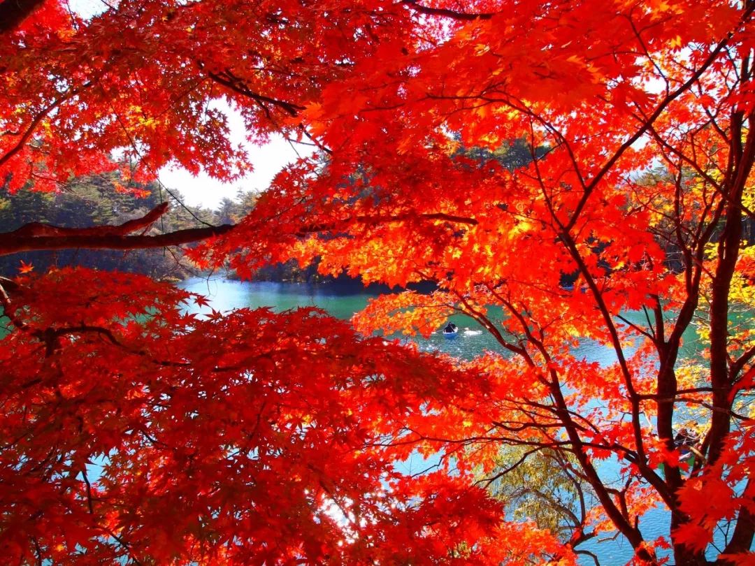 知道吗 在裏磐梯高原居然有美成这样的10大红叶 秘境 东急日本温泉滑雪度假 微信公众号文章阅读 Wemp