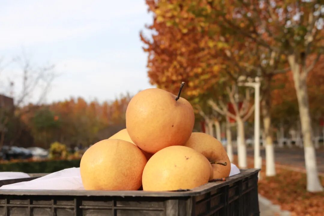 吃不完，根本吃不完！云南一高校给全体师生发褚橙，网友：俺也想要