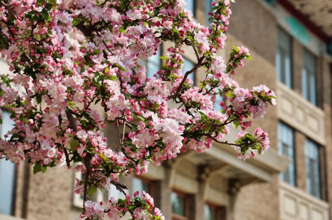 弥漫着向上向前的氛围天津大学校园中海棠花盛放