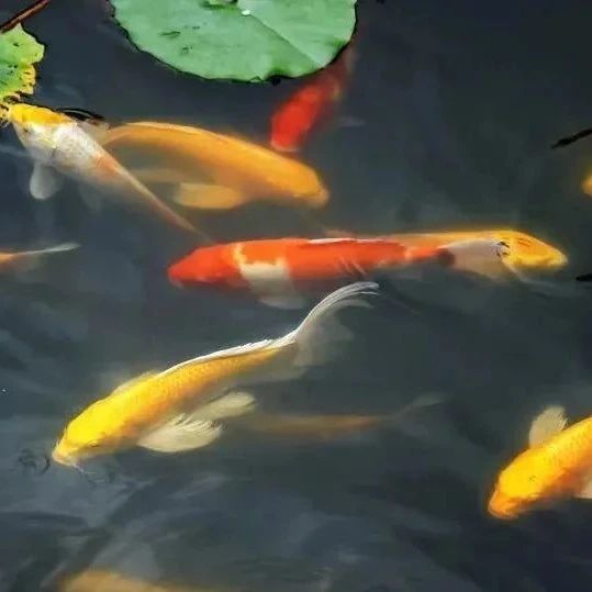 鱼池里的中国红，这样的庭院你爱了吗？