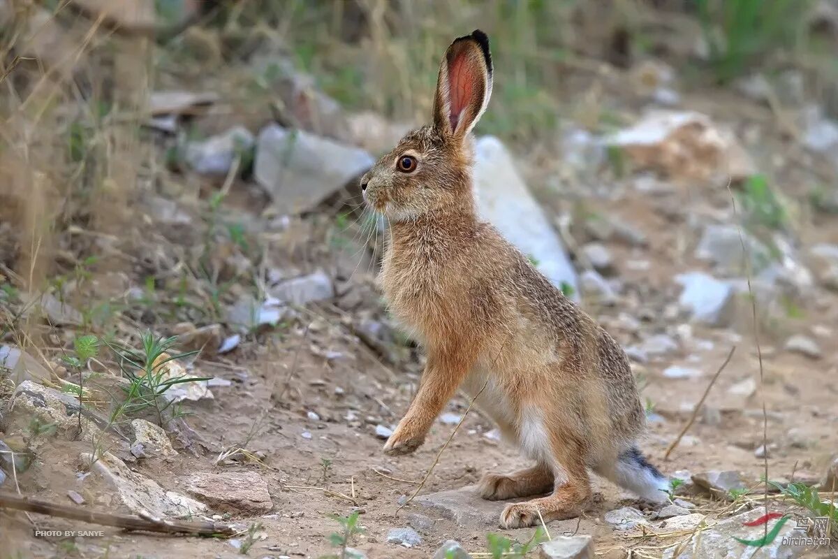 元旦到天崮山"山货节"抢"稀罕儿"! ——免费"山货大礼包"开抢!