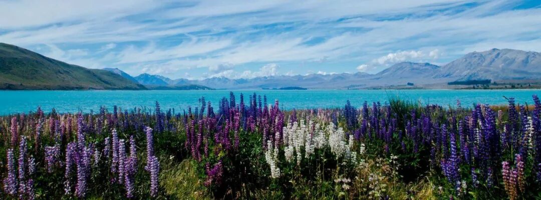 奥大中国留学生：高中就来新西兰，我从没后悔过！