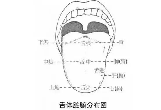 舌诊图讲系列