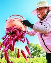 学农出来能干些什么_学农没前途_华中农业大学研究生一体化管理系统