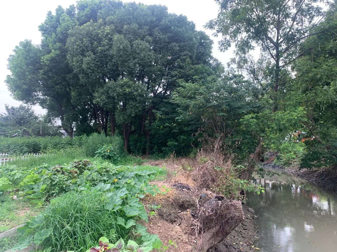 長涇鎮花園村▼整治後▼▼整治前▼華士鎮華西八村▼整治後▼▼整治前