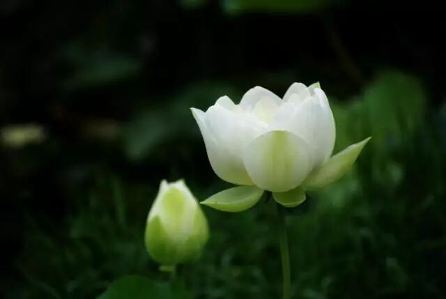 640?wx_fmt=jpeg&tp=webp&wxfrom=5&wx_lazy=1&wx_co=1