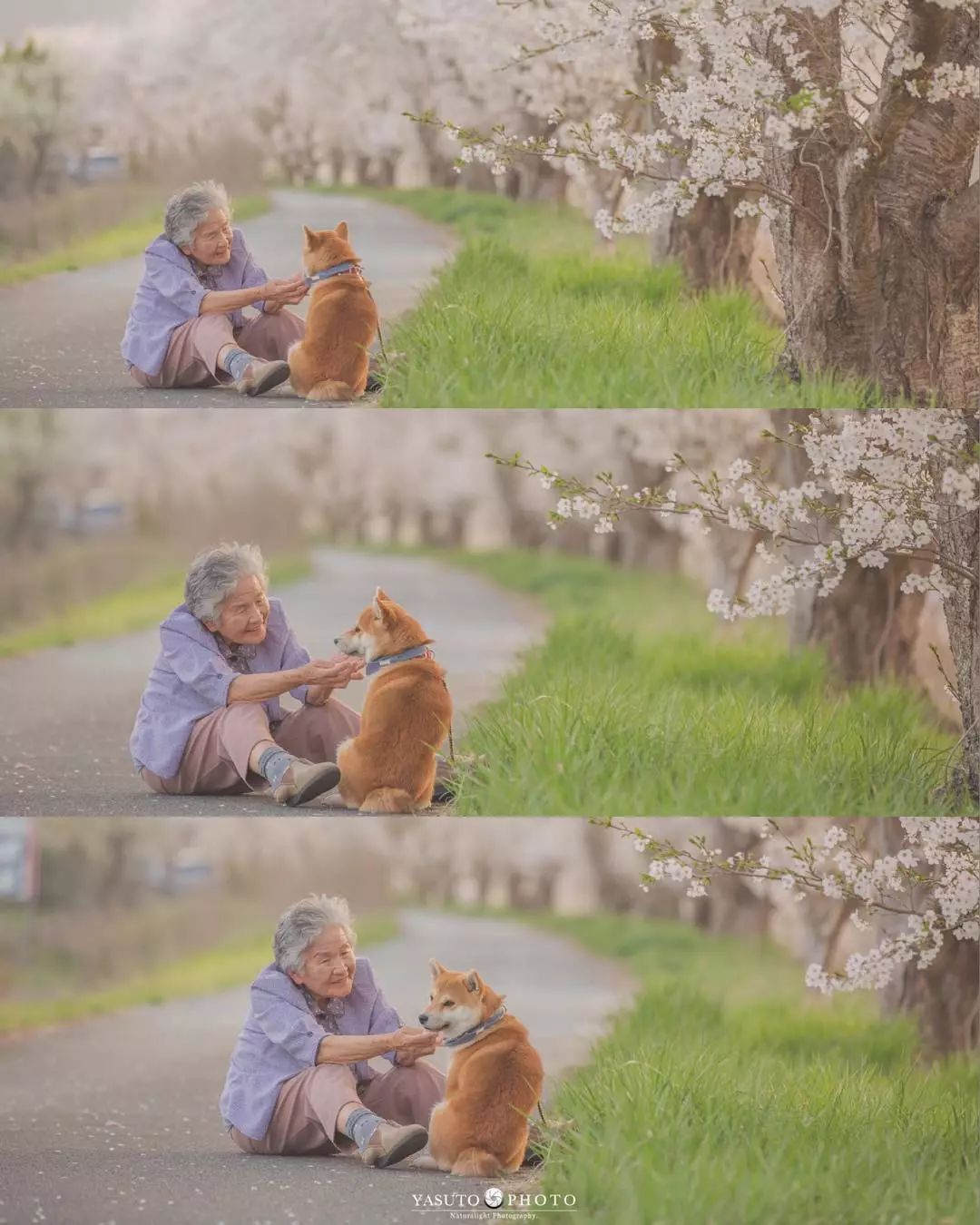 86 歲奶奶和柴犬共度餘生，一張圖片暖哭 34 萬網友，看完瞬間被治愈了… 未分類 第19張