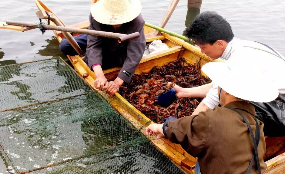 我院新增千亩小龙虾生态养殖基地,苗种,活虾,实践培训,打造循环业态!