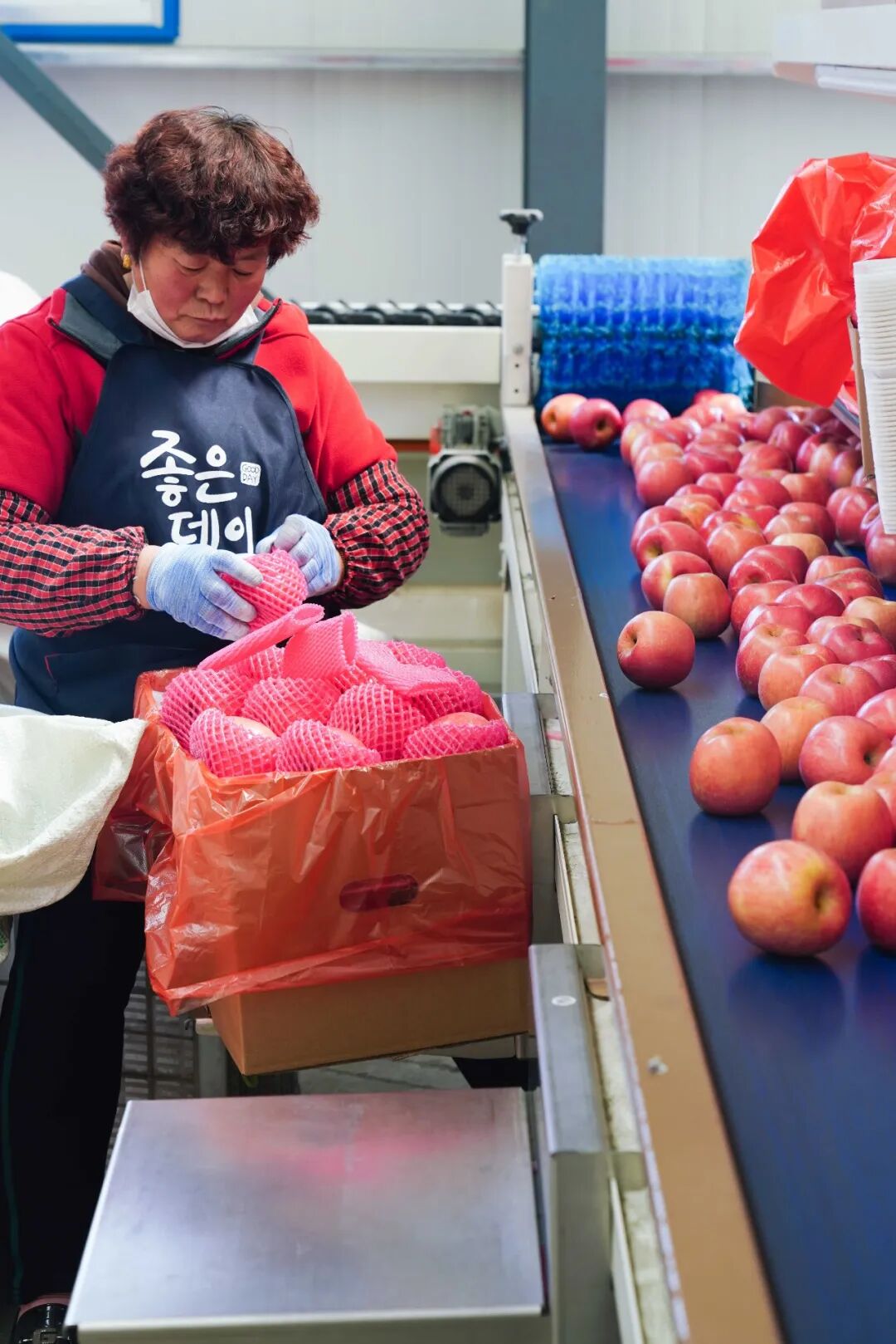 ai水果分选机深受山东苹果加工厂喜爱的原因