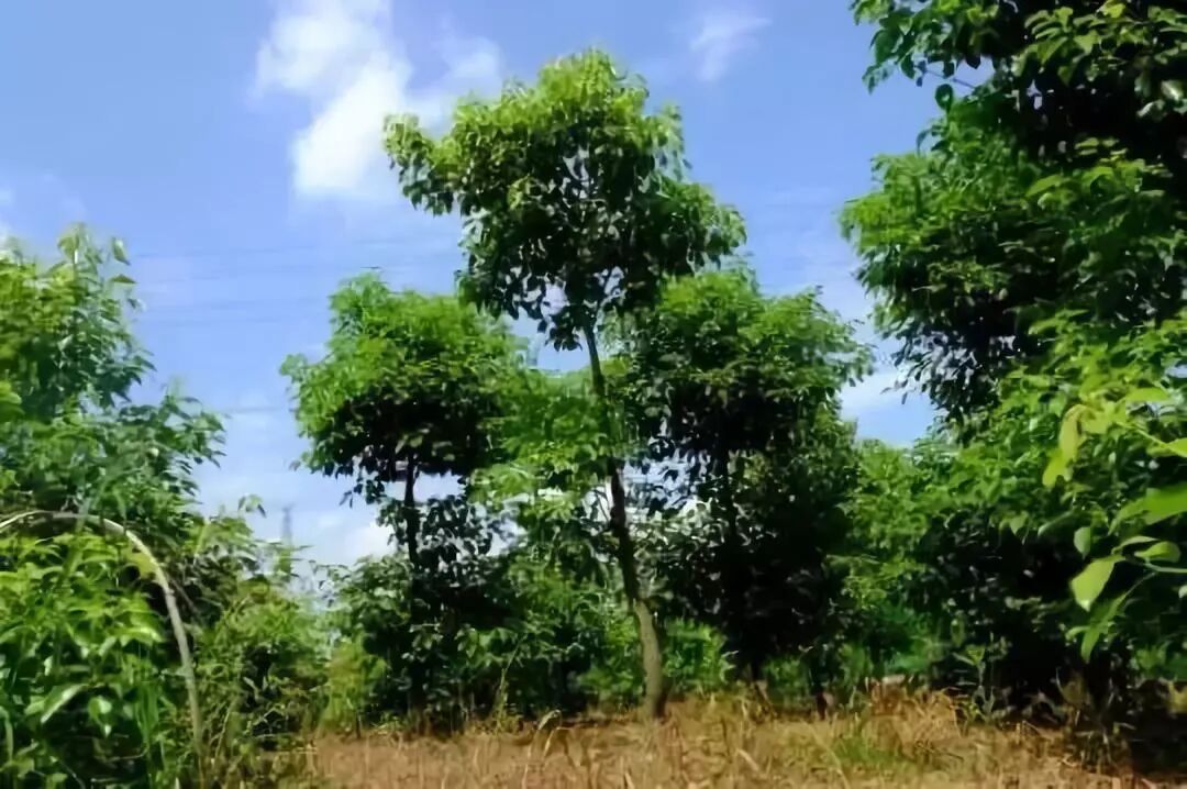 淳境自然天然冰片篇