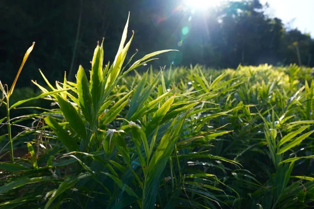 丝茅姜苗郁郁葱葱，长势喜人。