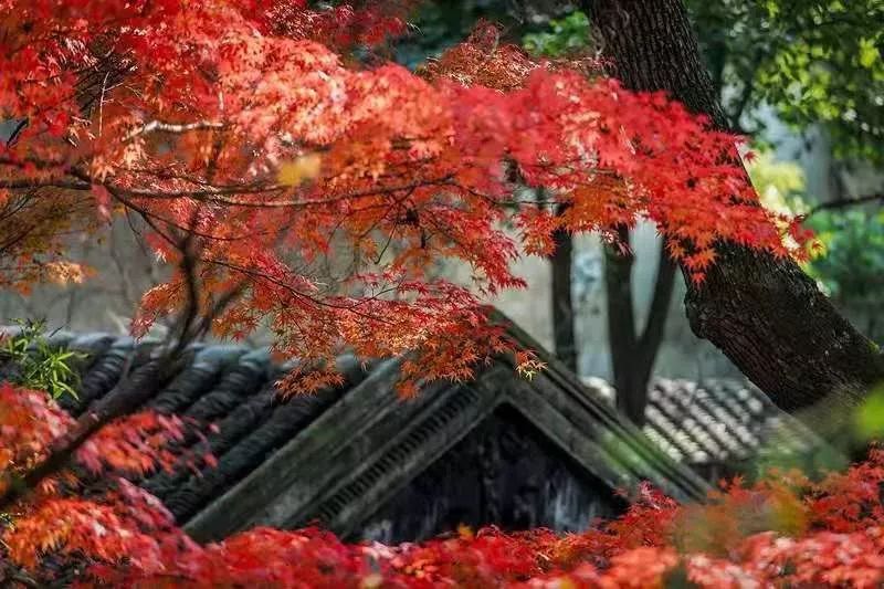 最美落葉季來襲！蘇州這38個賞銀杏、楓葉之地，錯過再等一年…… 旅遊 第48張