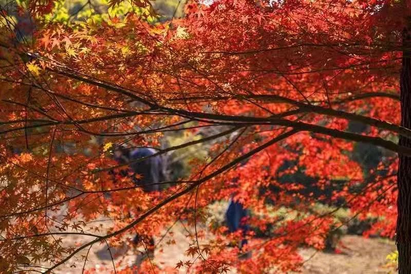 最美落葉季來襲！蘇州這38個賞銀杏、楓葉之地，錯過再等一年…… 旅遊 第100張