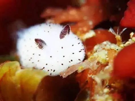 世间奇怪生物_世界奇妙生物_世界奇怪生物