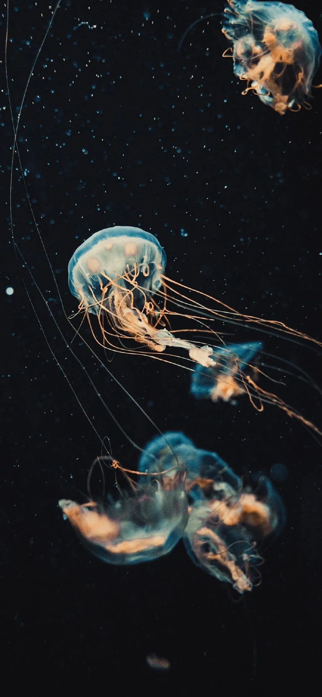 世界奇妙生物_世界奇怪生物_世间奇怪生物