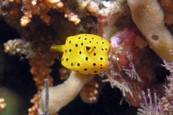 世间奇怪生物_世界奇妙生物_世界奇怪生物