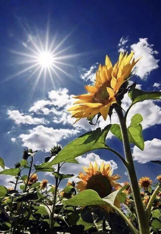 江西晏霖生物科技有限公司