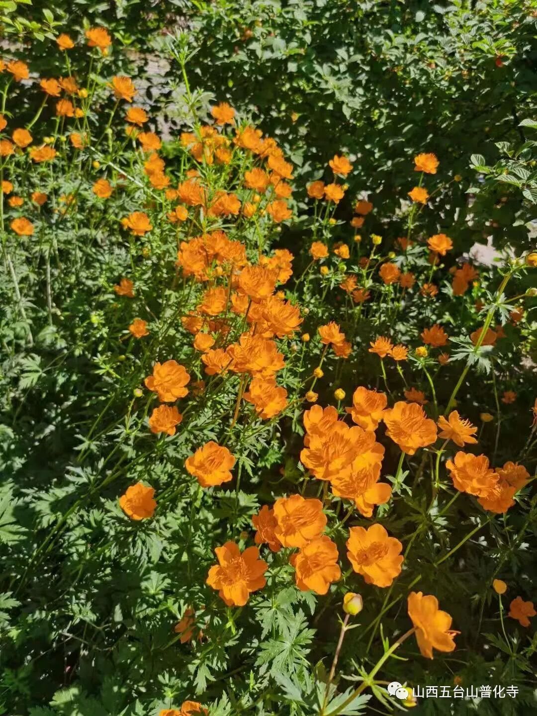 普化禅寺百日禅七之精进七起七