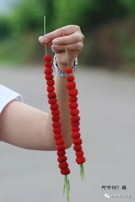 上图是蓬蘽的花(白色),注意看它的叶子,是个复叶,小叶3~5枚!